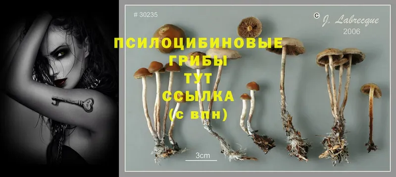 Галлюциногенные грибы Cubensis Липки